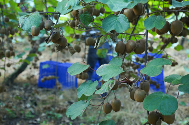  میوه ای شگفت انگیز به نام کیوی 