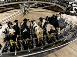سایه سنگین واردات بر صنعت دامپروری/ تشکل‌ها می‌توانند گره‌گشا باشند