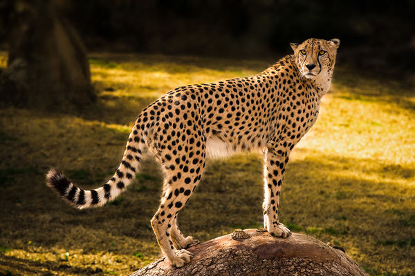 تکثیر یوزپلنگ آسیایی با همکاری پژوهشگاه رویان