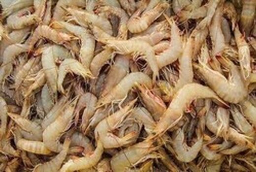 صادرات میگو به روسیه ۳.۵ برابر افزایش یافت
