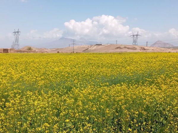 استفاده از روش آبیاری نوار تیپ در 5 هکتار از مزارع کلزای شهرستان جلفا