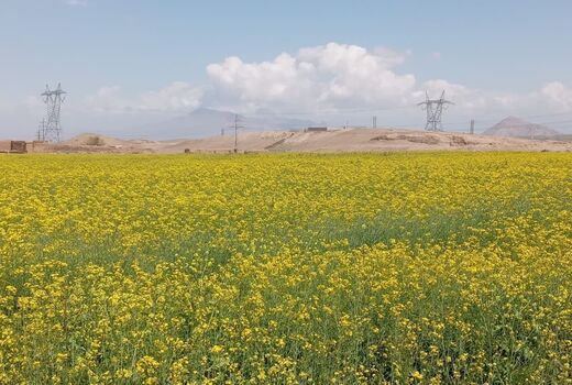 استفاده از روش آبیاری نوار تیپ در 5 هکتار از مزارع کلزای شهرستان جلفا