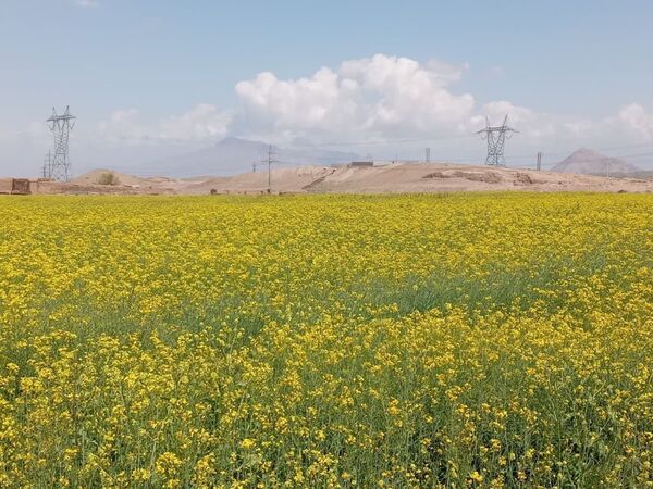 استفاده از روش آبیاری نوار تیپ در 5 هکتار از مزارع کلزای شهرستان جلفا