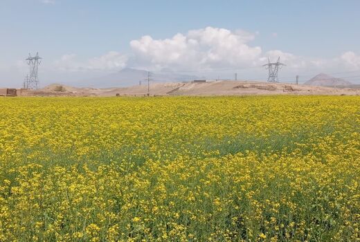 استفاده از روش آبیاری نوار تیپ در 5 هکتار از مزارع کلزای شهرستان جلفا