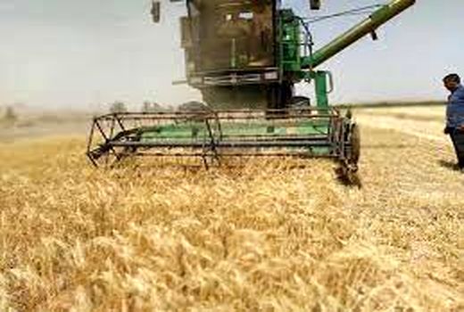 آغاز برداشت محصولات پاییزه از دیم‌زارهای طرح جهش تولید 