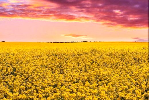 پایان برداشت کلزا در کرمانشاه