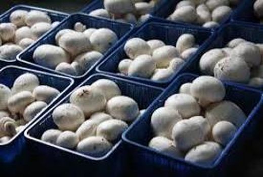 700 تن قارچ خوراکی در جویبار تولید شد