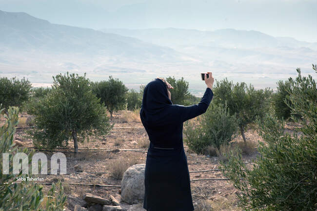  باغ بزرگ زیتون‌کشور در منجیل
