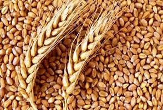 تولید 100 درصدی ارقام گندم بذری بومی در خوزستان