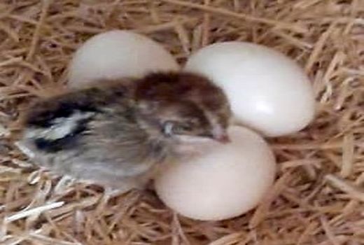 آرامش نسبی در بازار مرغ و تخم مرغ  استان کرمان