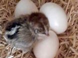 آرامش نسبی در بازار مرغ و تخم مرغ  استان کرمان