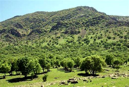 طرح بذرگیری بلوط آغاز شد/ اجرای 335 طرح تحقیقاتی در ارتباط با زاگرس
