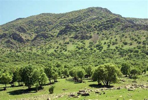 طرح بذرگیری بلوط آغاز شد/ اجرای 335 طرح تحقیقاتی در ارتباط با زاگرس