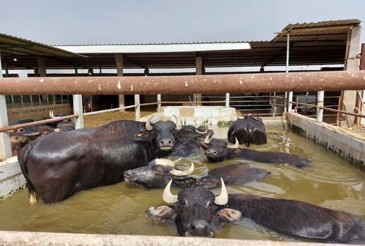 بهبود بازده تولید و فرآورده‌های لبنی گاومیش؛ دام استراتژیک خوزستان