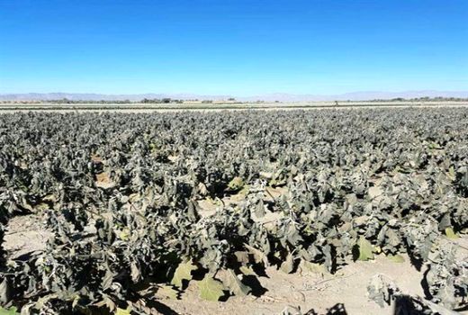 سیل و سرمای بهاره در سال جاری  735 میلیارد ریال به بخش کشاورزی فاروج خسارت زد