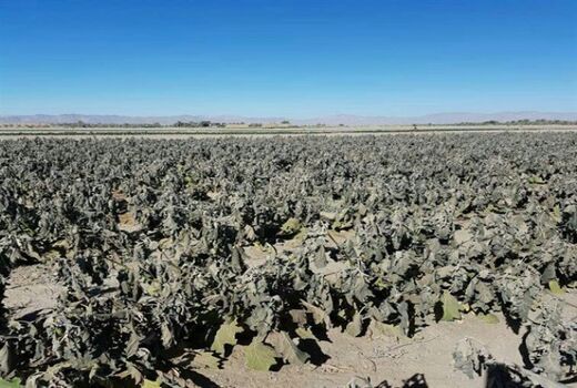 سیل و سرمای بهاره در سال جاری  735 میلیارد ریال به بخش کشاورزی فاروج خسارت زد