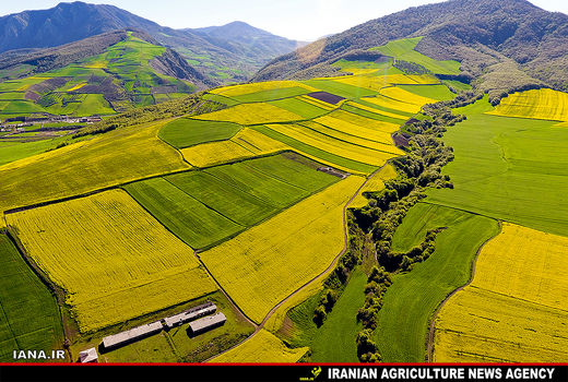 استفاده از کلزا در تناوب با گندم