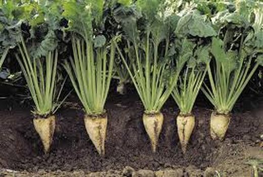 برداشت بیش از 91 هزار تن چغندرقند از مزارع شهرستان پارس آباد