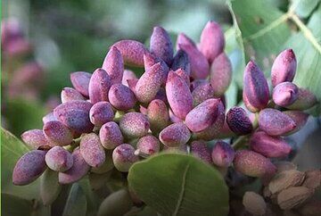آغاز برداشت پسته از بیش از ۹ هزار هکتار باغات استان قزوین