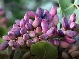 آغاز برداشت پسته از بیش از ۹ هزار هکتار باغات استان قزوین