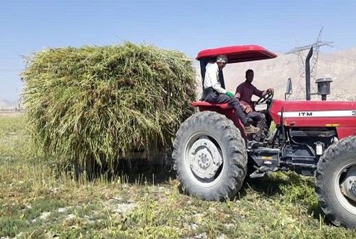 درو کنجد در گراش آغاز شد