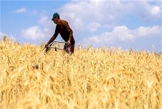 بیمه کشاورزی، چتری حمایتی که کشاورزان باز نمی‌کنند