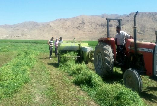 کیل‌گیری از مزارع یونجه آوج انجام شد