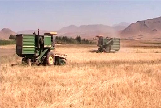 فصل برداشت خوشه‌های طلایی از گندم زارهای فریدونشهر