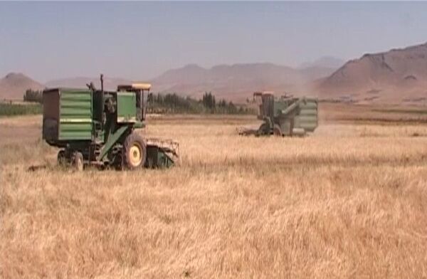 فصل برداشت خوشه‌های طلایی از گندم زارهای فریدونشهر