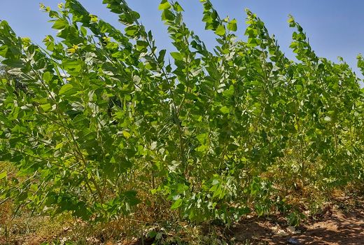 کاهش واردات چوب و افزایش سرانه فضای سبز با کشت صنوبر مقاوم به شوری و گرما در خوزستان
