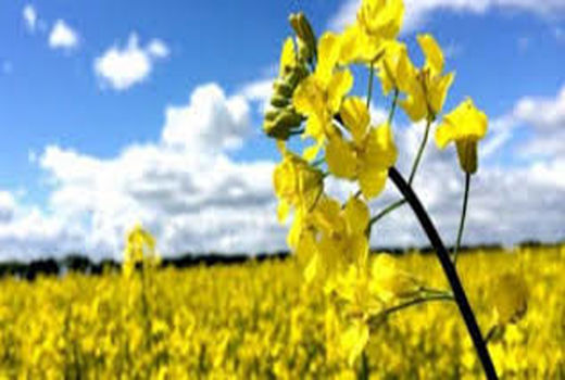  کشت بیش از 300 هکتارکلزا در گراش 