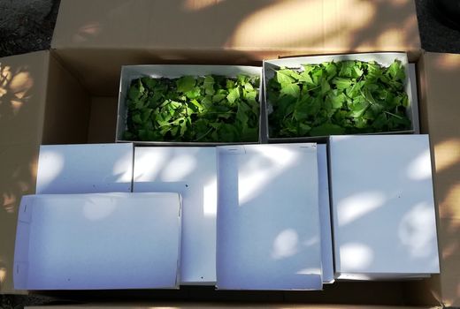 توزیع لاروهای تفریخ شده کرم ابریشم