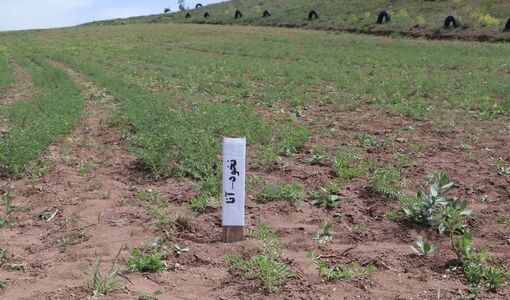 برداشت بیش از ۱۳ تن بذر نخود در نخستین اجرای طرح «زارع به زارع» قزوین
