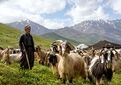 همکاری فائو و وزارت جهاد کشاورزی برای حفاظت از نژادهای بومی دام و توانمندسازی جوامع محلی