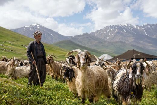 همکاری فائو و وزارت جهاد کشاورزی برای حفاظت از نژادهای بومی دام و توانمندسازی جوامع محلی
