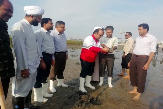 هرمزگانی ها برای سرسبزی کرانه های خلیج فارس  115 هزار اصله نهال کاشتند