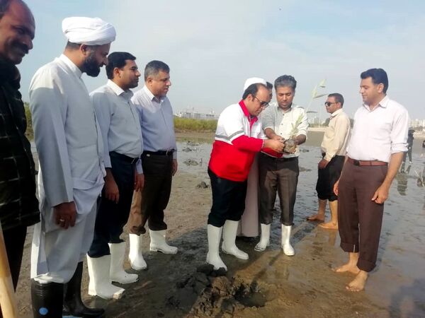هرمزگانی ها برای سرسبزی کرانه های خلیج فارس  115 هزار اصله نهال کاشتند