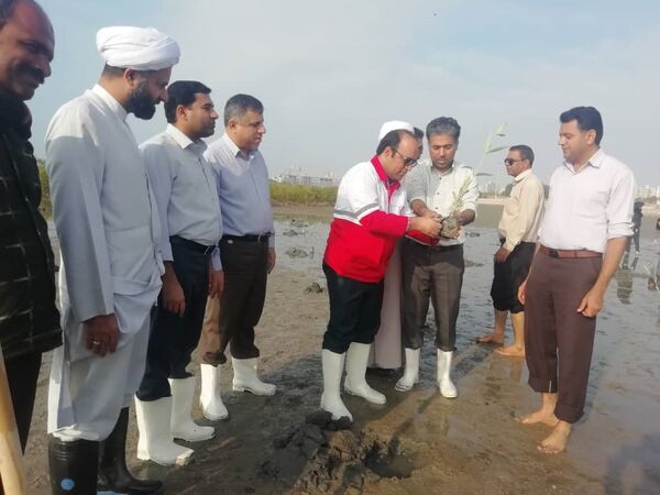 هرمزگانی ها برای سرسبزی کرانه های خلیج فارس  115 هزار اصله نهال کاشتند