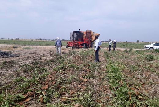 برداشت بیش ۱۵ هزار تن چغندر قند از مزارع جنوب کرمان