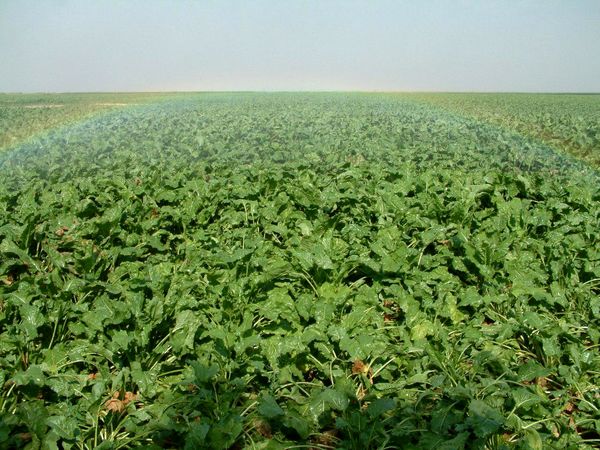 تغییر الگوی کشت، راه‌حلی برای بحران کم‌آبی 