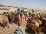 ۴۰ میلیون دُز واکسن تب برفکی دام تامین شد