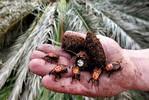 ردیابی آفت سرخرطومی حنایی خرما در شهرستان‌های شرقی استان کرمان 