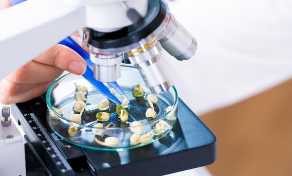 کیفیت نان وابسته به گندم مرغوب است، آنزیم نقش مکمل دارد