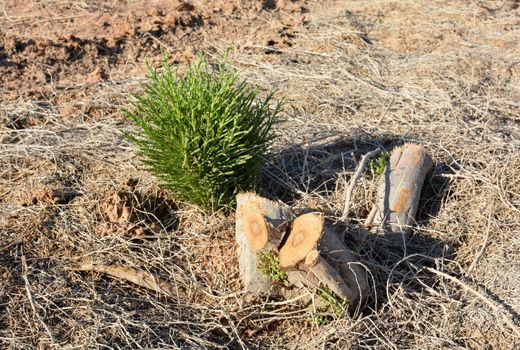پاک سازی 200هکتار از تاغزارهای شهرستان میامی که به بیماری سفیدک و شپشک آلوده
