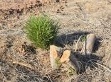 پاک سازی 200هکتار از تاغزارهای شهرستان میامی که به بیماری سفیدک و شپشک آلوده