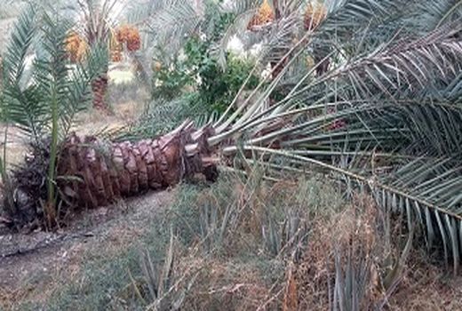 خسارت سنگین به بخش کشاورزی قیروکارزین وارد شد