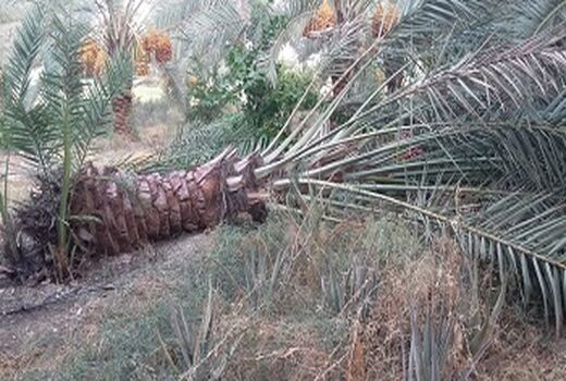 خسارت سنگین به بخش کشاورزی قیروکارزین وارد شد