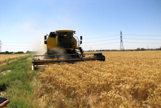 برداشت گندم وجو درشهرستان رباط کریم آغاز شد