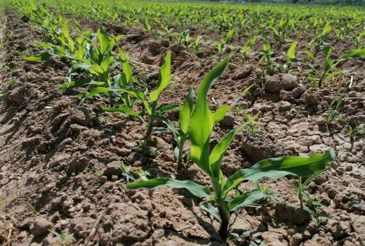 ذرت علوفه ای در 700 هکتار از اراضی کشاورزی شهرستان فارسان کشت شد