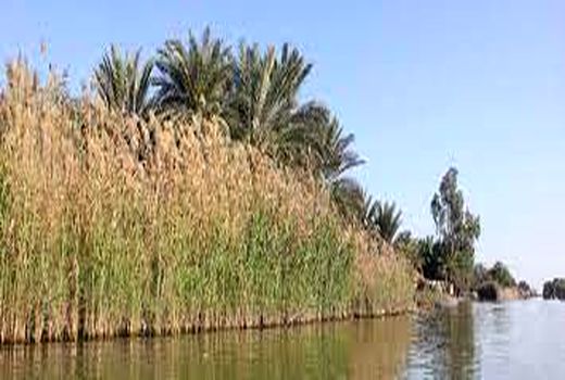 بسط و توسعه مدیریت محیط زیست و معیشت های پایدار در تالاب شادگان